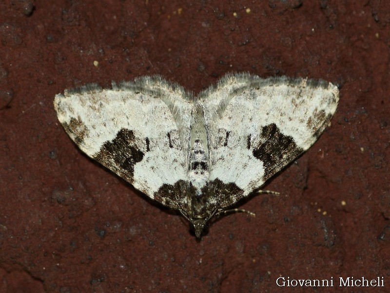 Xanthorhoe fluctuata